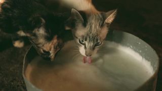 Funny And Cute Cat Videos