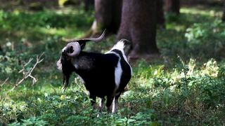 7 Things About Goat Your Boss Wants To Know