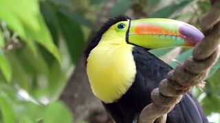 Wild life and nature
