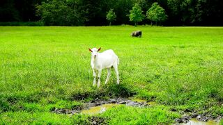 14 Businesses Doing A Great Job At Goat