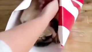 Cute Dogs