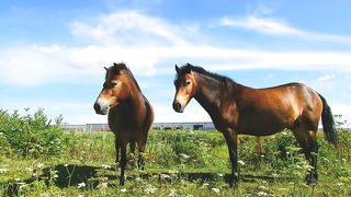 25 Surprising Facts About Horse