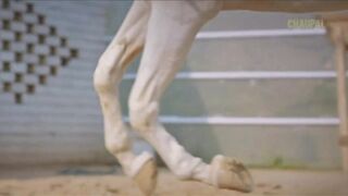 Shikaari 2: Full punjabi movie