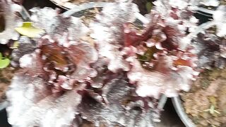 Lettuce Red leaf