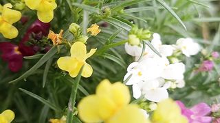 Snapdragon flowers