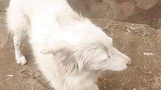 Cute puppy