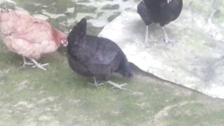 Hens walk