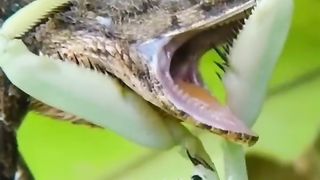 Big praying vs big lizard ????????????