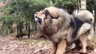 Dangerous Dog