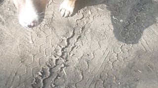 Poor puppy
