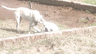 Dog fun