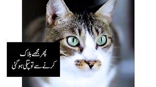Cat ????