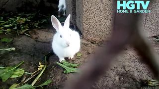Funny Baby Bunny Rabbit Videos Compilation |American Rabbits |Blanc de Hotot (White Hotot) | Britannia Petit |Holland Lop | Pet Rabbit Breed