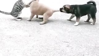 Funny Dog