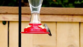 Backyard animals