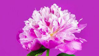 Blooming flowers