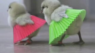 Cute chicks