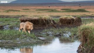 Hyena Pack Attacka Lion????????..Achi Achi video dekhne ke liye channel ko subscribe krin shukriya..