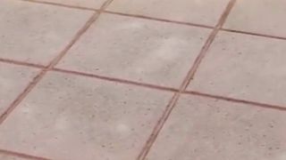 cat fights