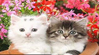 Cutest pet video 2023