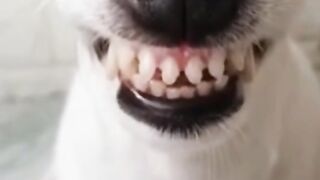 Very funny video dog
