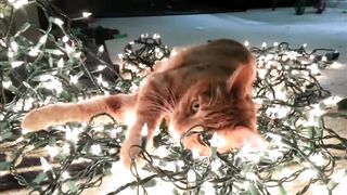 Cute funny pet animals 2023