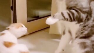 Try not to laugh ???? funniest