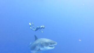 Shark Vs Ocean Ramsey a long Story of love and reaserch.