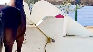Best Free style Polo Horse ????????
