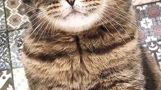 the cat got angry.