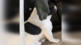 Funny animals - Funny cats _ dogs - Funny animal videos _ Best videos of January