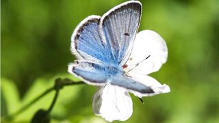 Butterflies are so beautifull creature of Allah|Subscribe