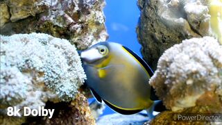 Underwater Footage and Video Natural Relaxing music