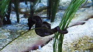 Underwater Footage and Video Natural Relaxing music with cute animals