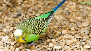 Cute little parrot ????