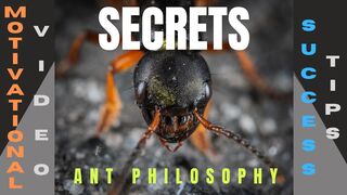 The Ant Philosophy – Success Tips