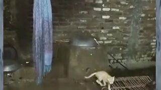 You Definitely Laugh_ I Believe In It  - Funniest Videos -- Best1 ????
