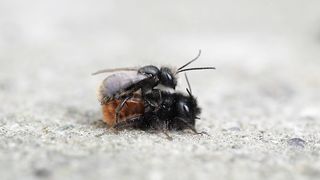 Close up on Bee