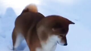 Cats and dogs funny video