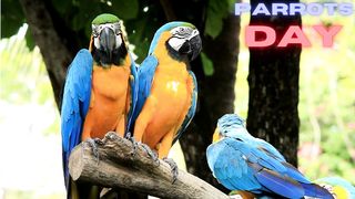 Nature is Beautiful with Parrots |Subscribe
