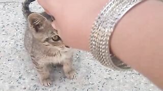 Beautiful cat????