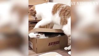 Sweet Cats Funny 2023