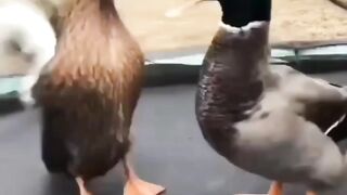 Cute duck video