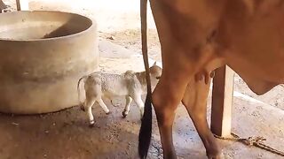 Baby ???? cow