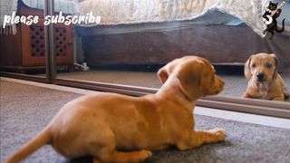 Funny animals
