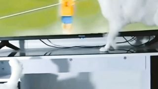 This baby Cats