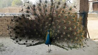 Peacock