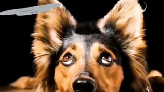 Dog ki Dosti