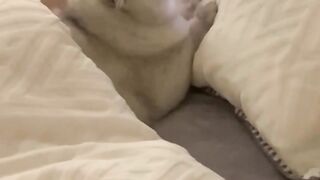 Cat Laying down on bed
