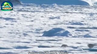 Best Moment Merciless Polar Bears Crushing Their Prey